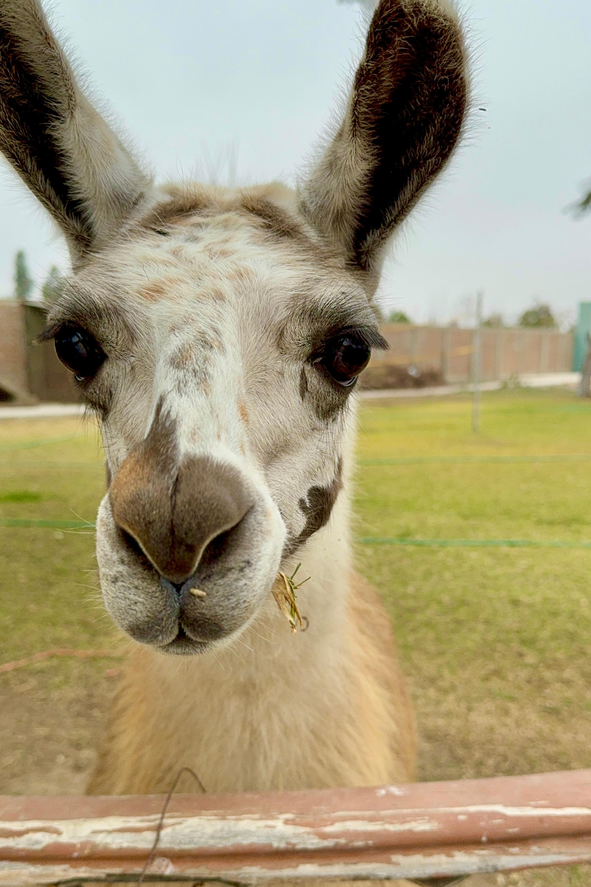 Adorable Llamas