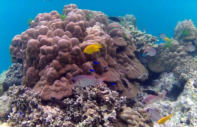 Snorkelling off Anse Possession