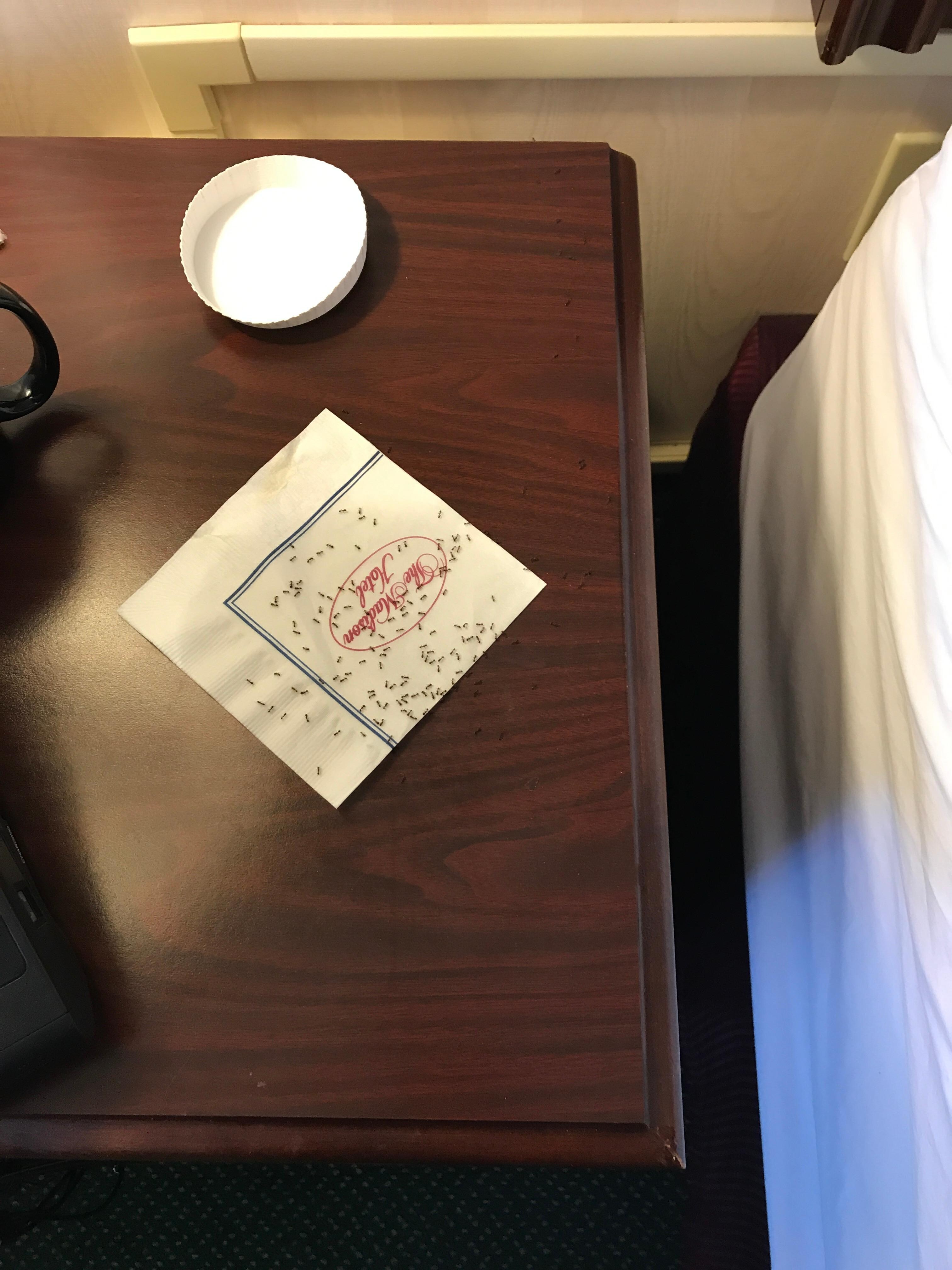 Ants on side table