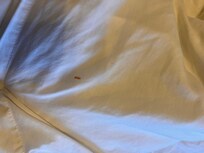 Blood on sheets