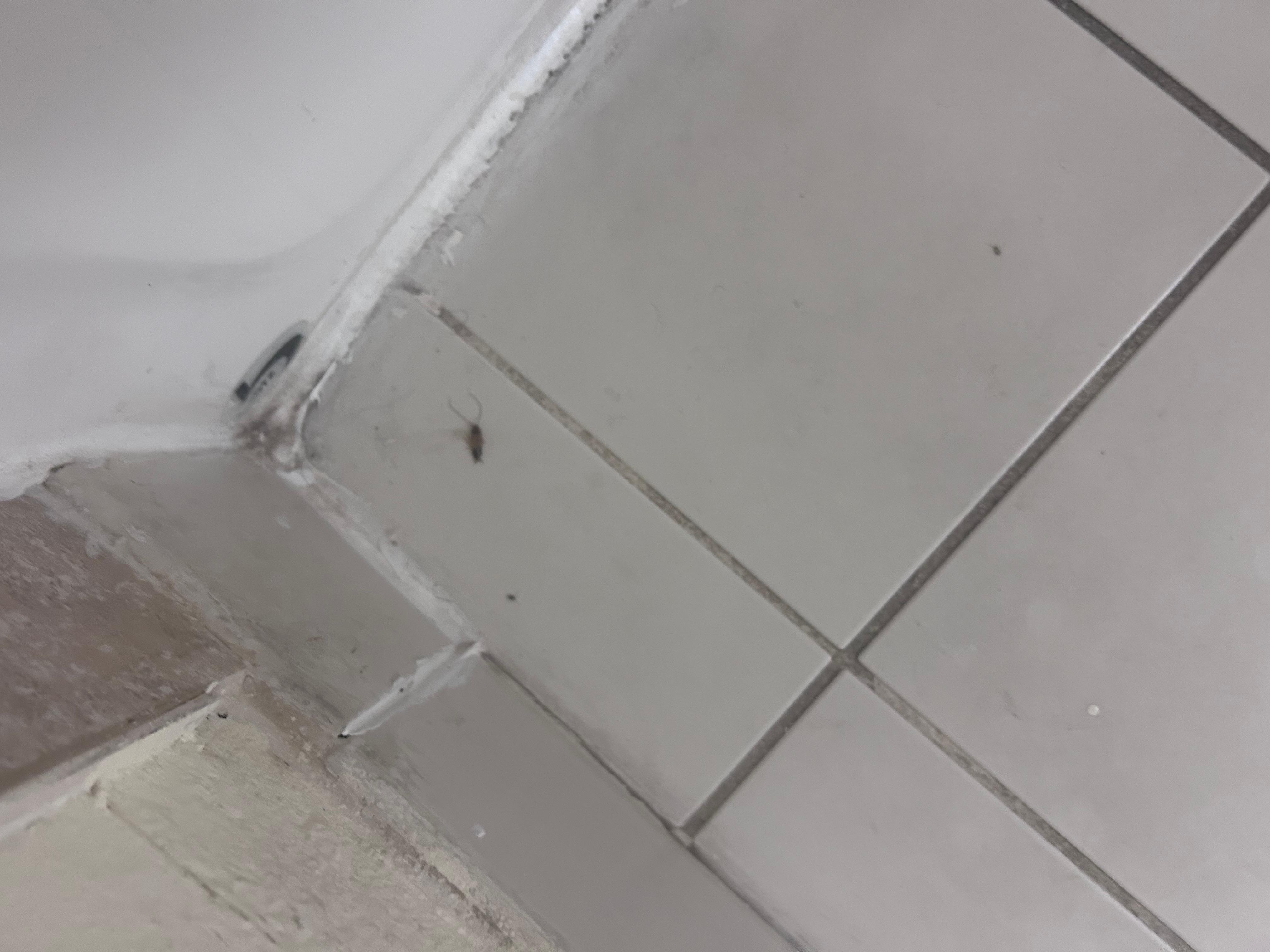 Dead roach in bathroom 