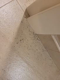stuolo di formiche morte agli angoli
