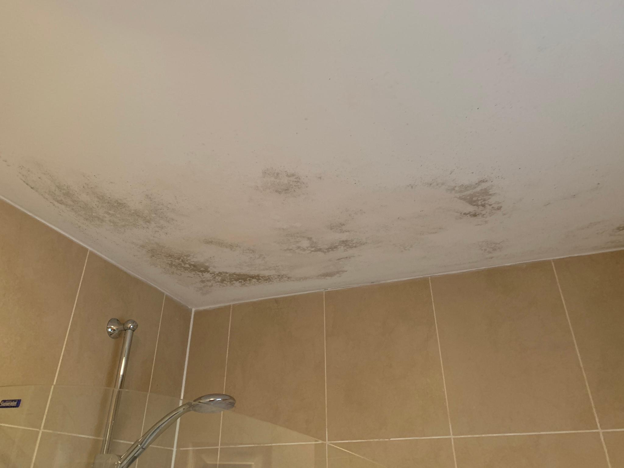 Bathroom mold