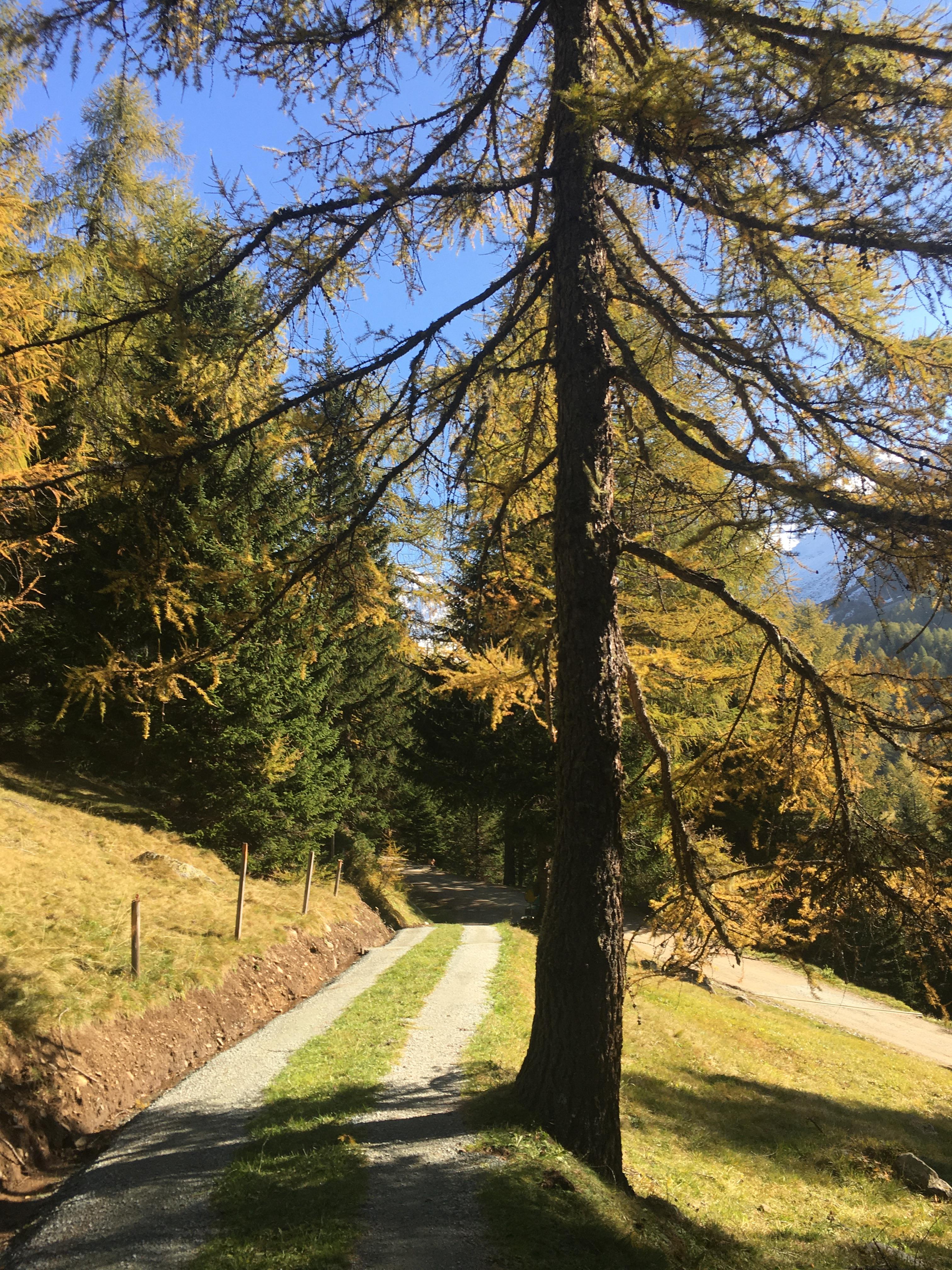 Promenade sous les mélèzes