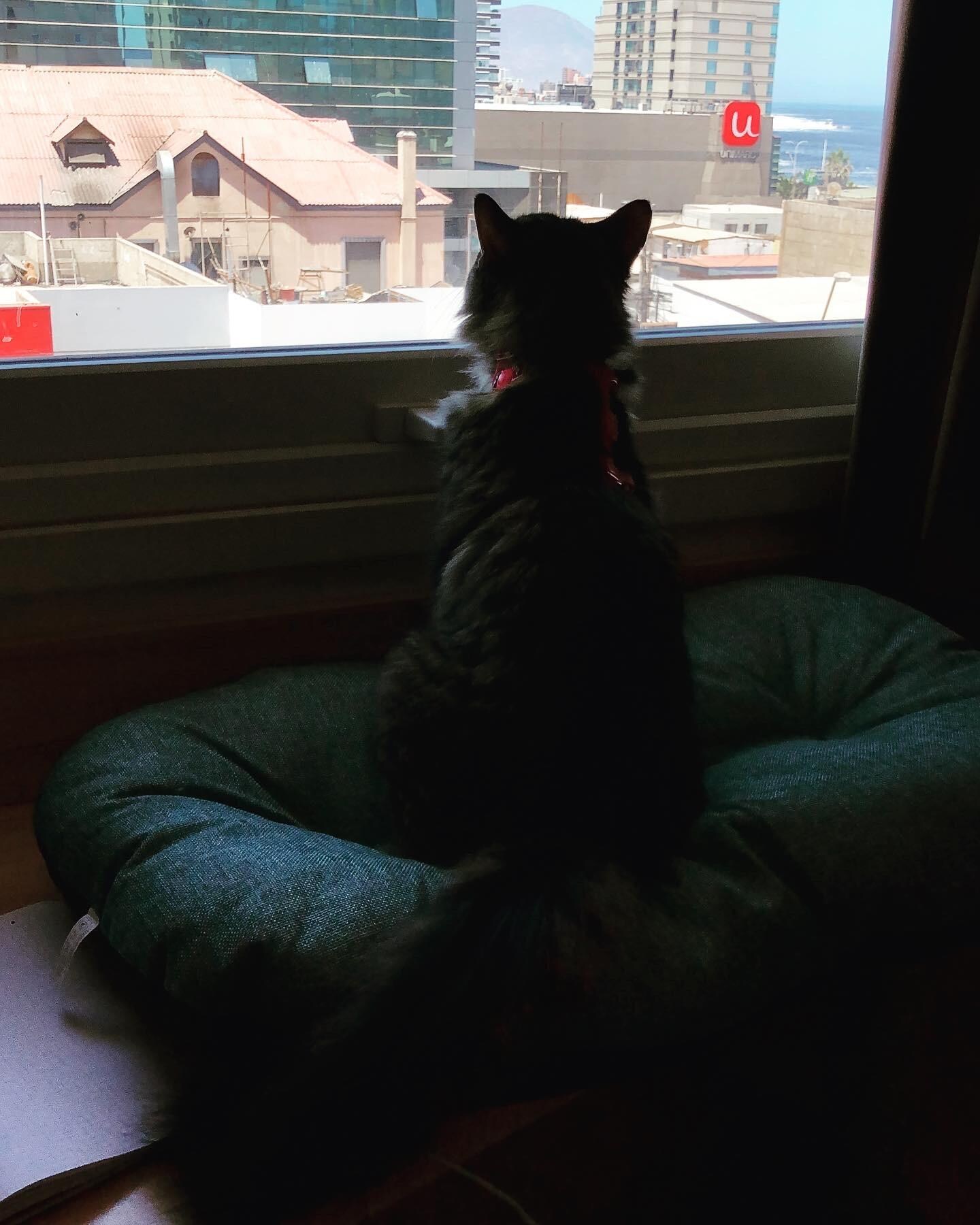 Zoé disfrutando del paisaje.