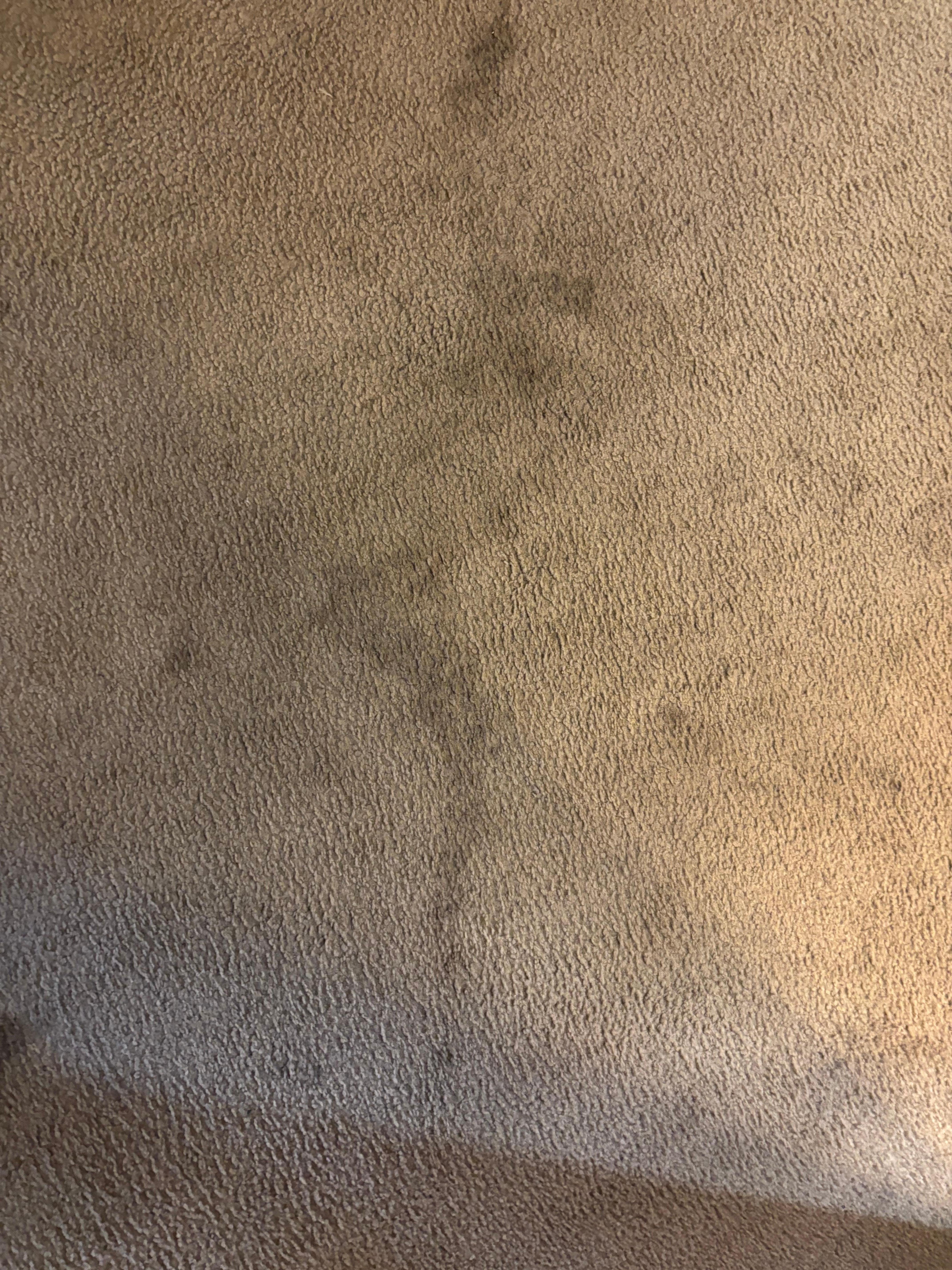 Filthy and old carpet all over the apartment 