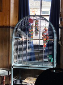 Naughty parrot named Stinky