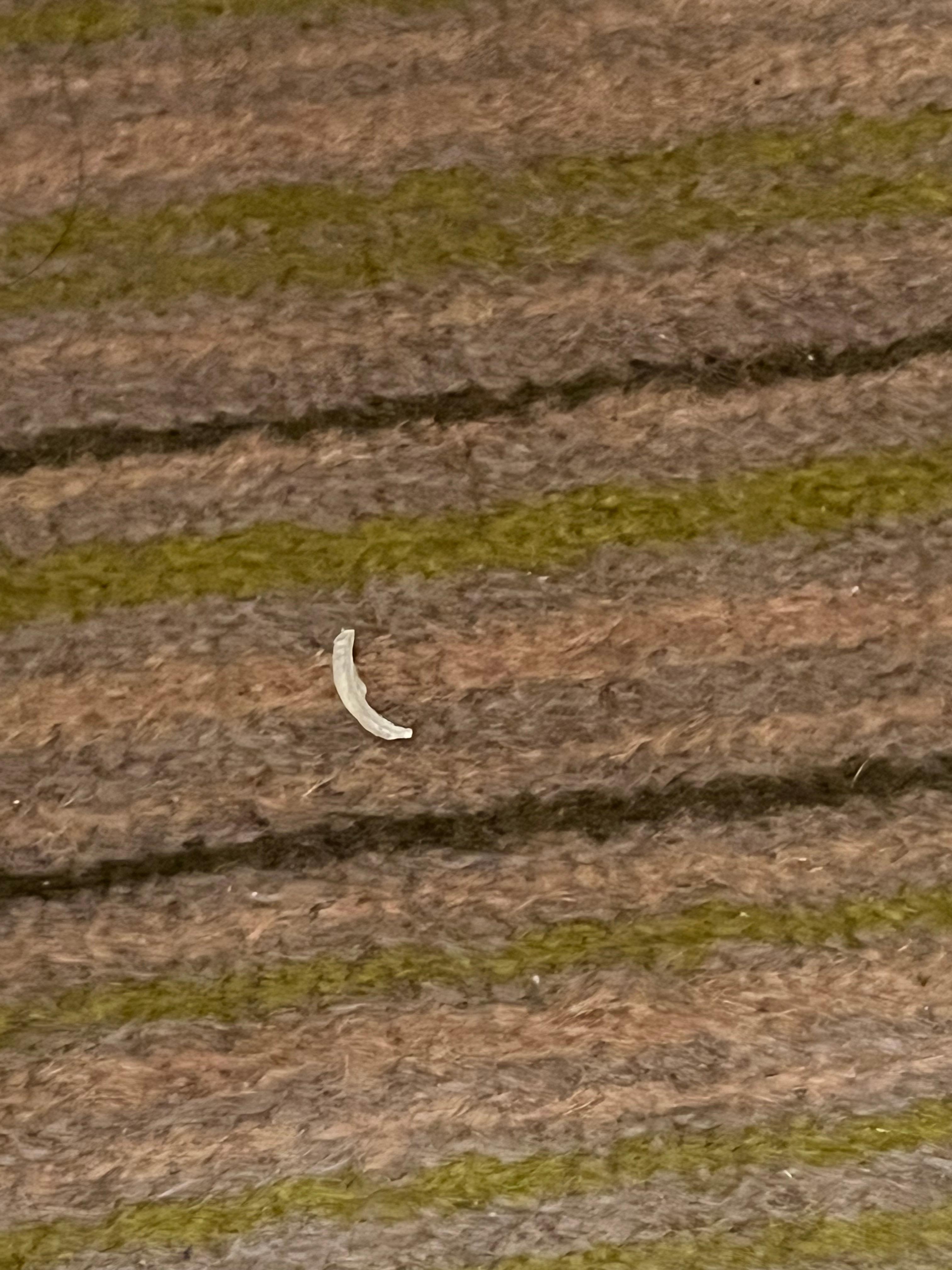 Toe nails on carpet 