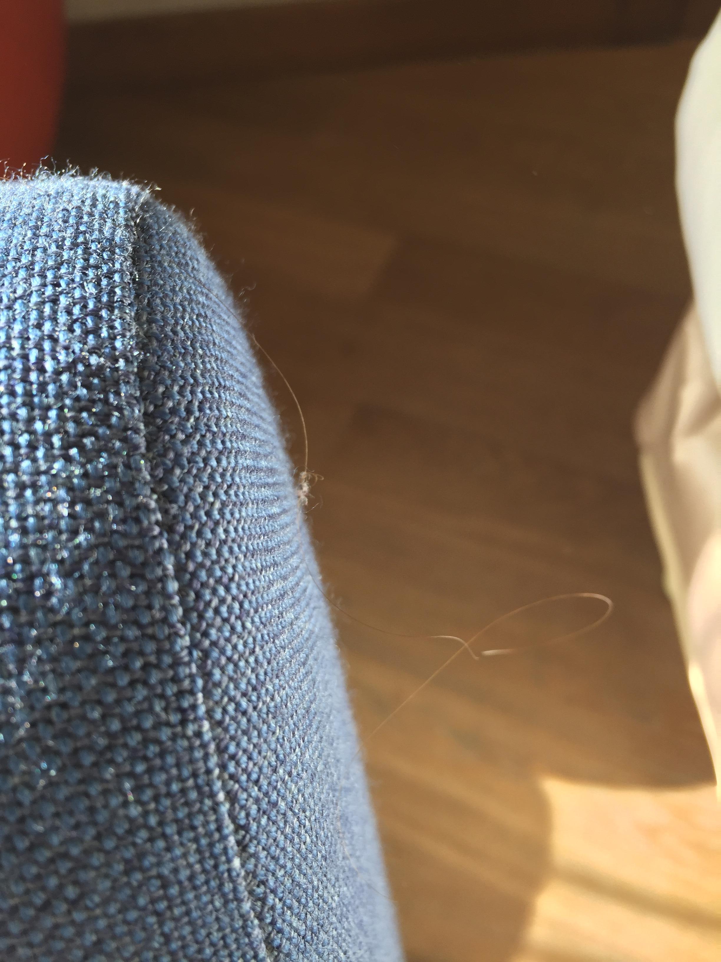 Human Hair on sofa