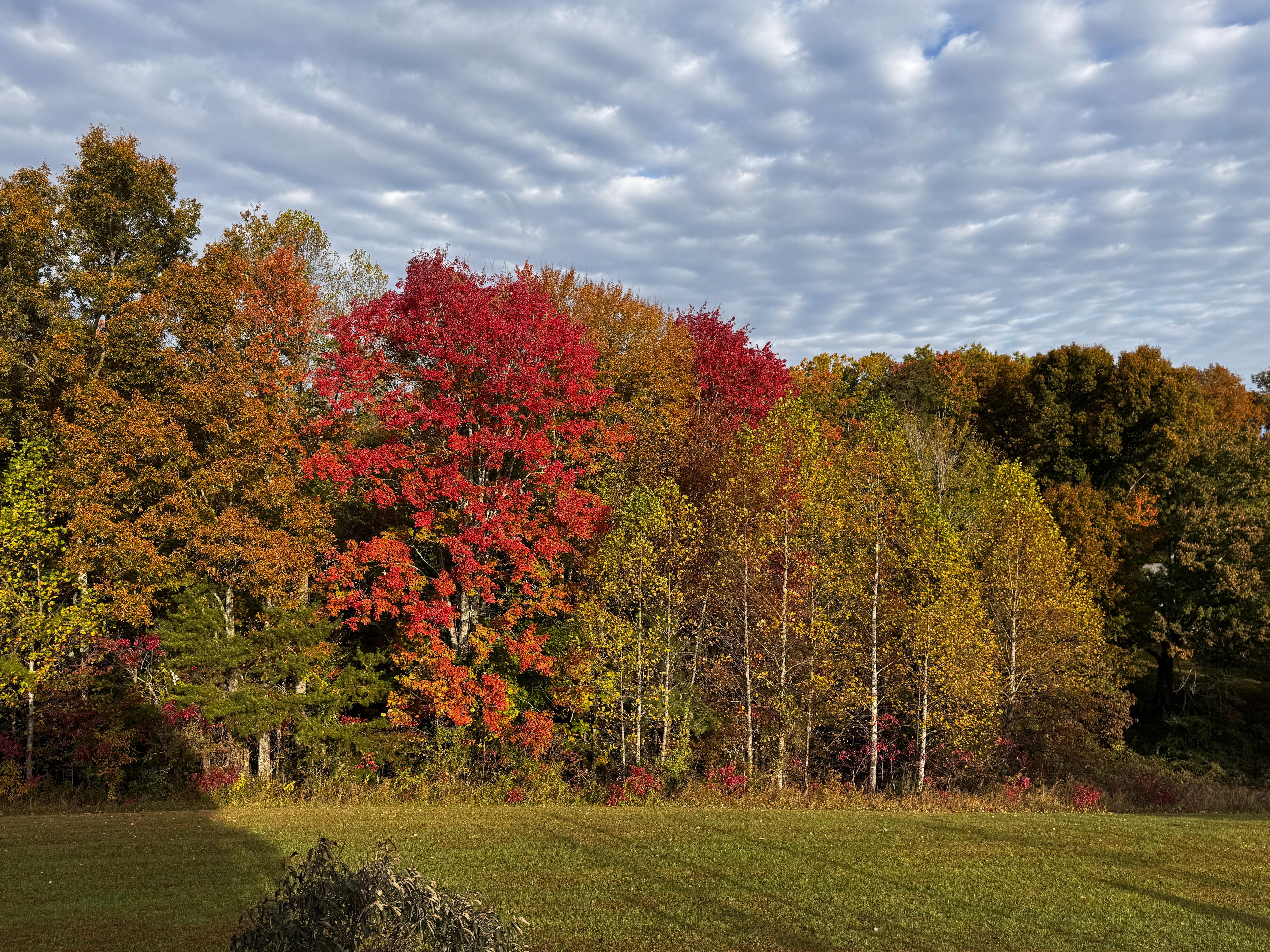 Fall foliage off the back deck
