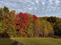 Fall foliage off the back deck