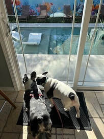 Our puppies loved the house!