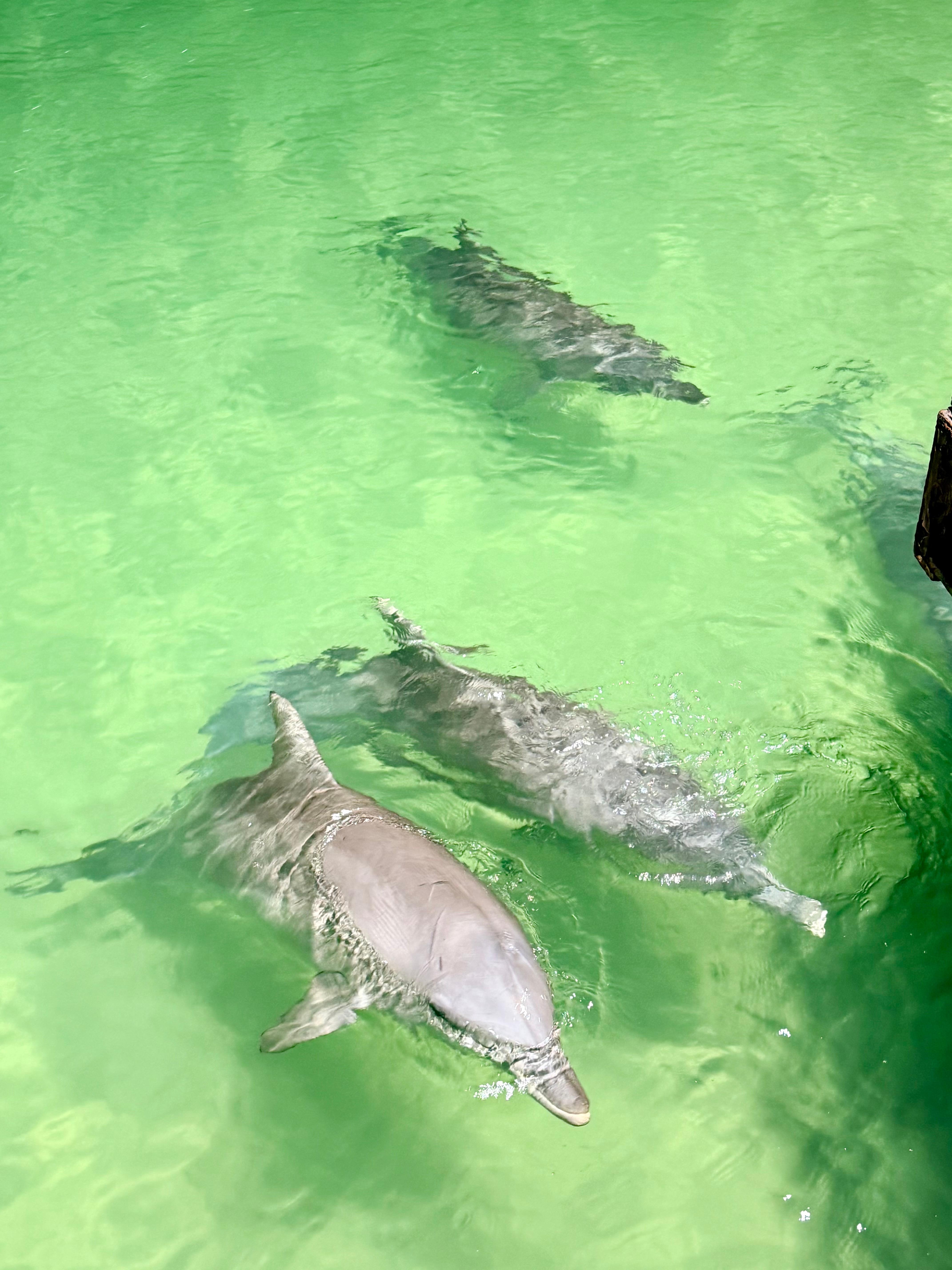 Dolphins at tangalooma 