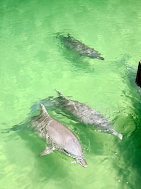 Dolphins at tangalooma