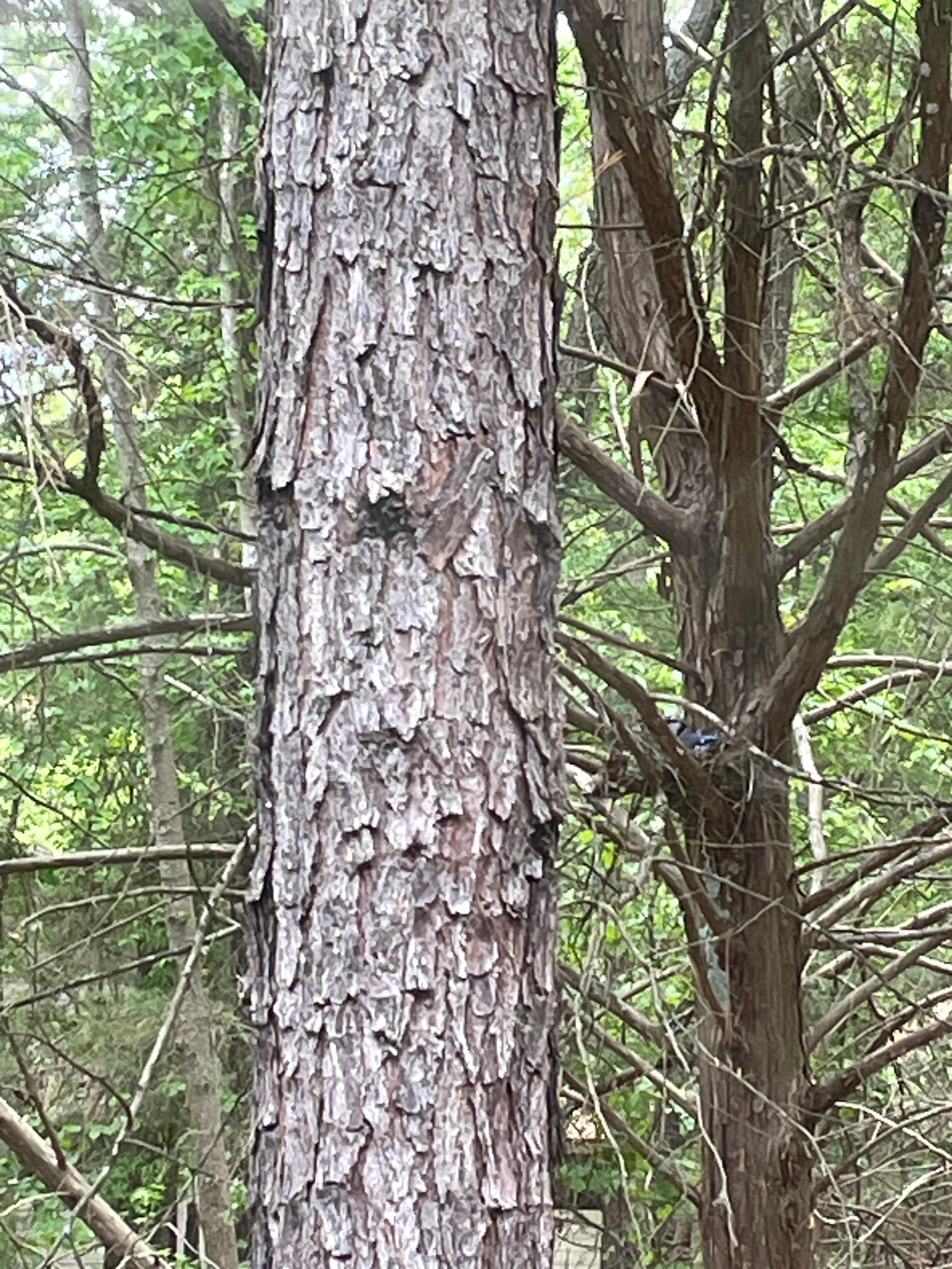 There was a little okay nesting in the tree which was visible from the loft and fun to watch without disturbing the birds 