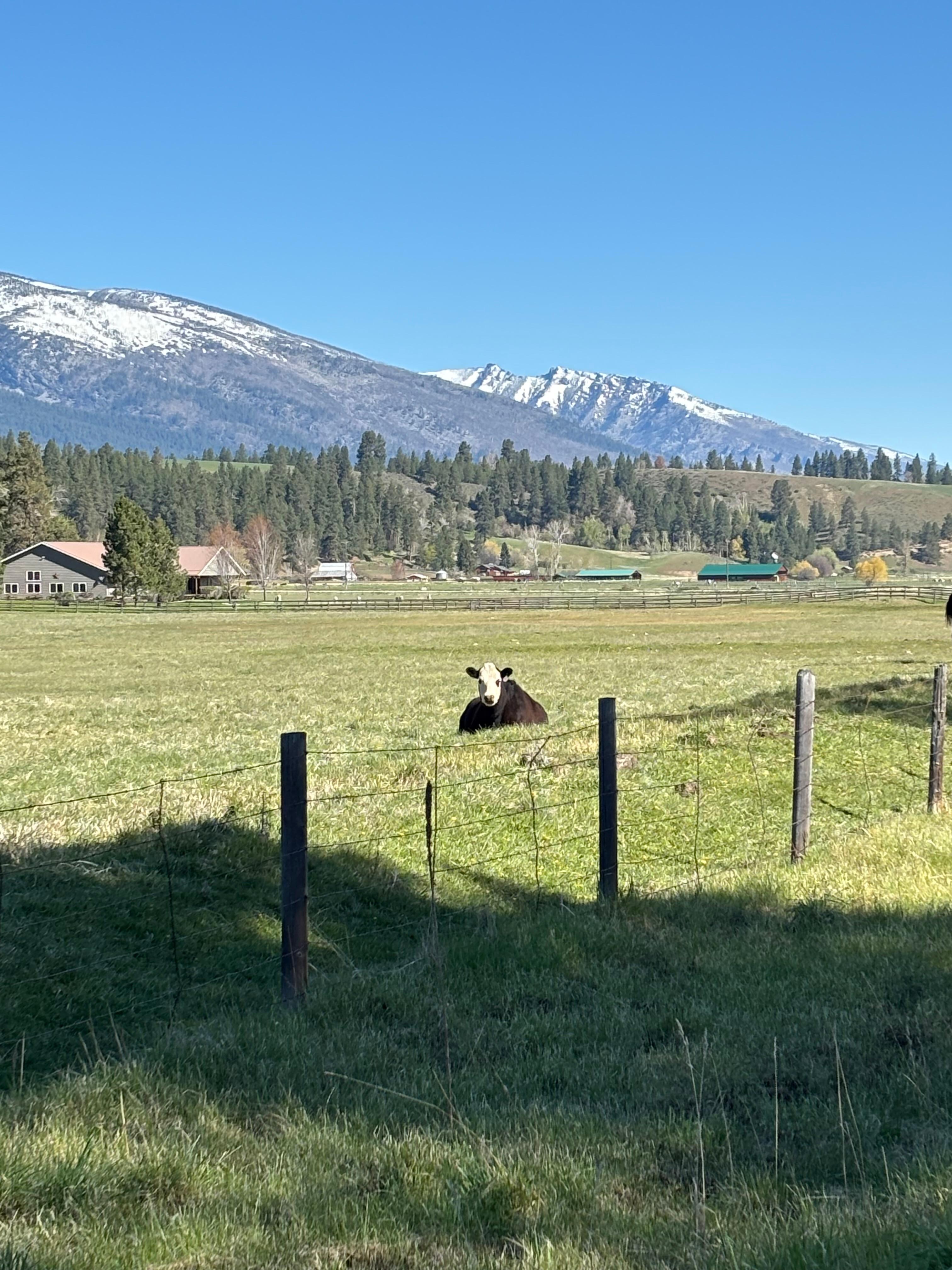 Lovely morning run. Hello cow!!