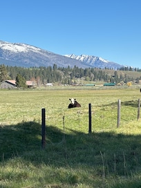 Lovely morning run. Hello cow!!