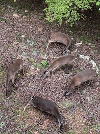 Deer right out the back door.