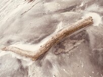 Driftwood on the beach