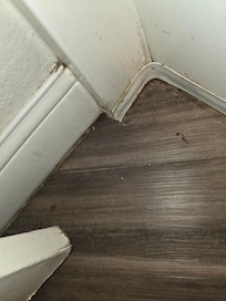 Roach pieces- uncleaned bathroom