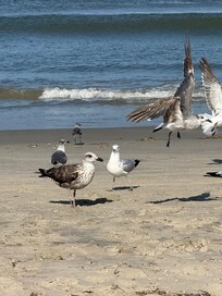 We loved the birds!