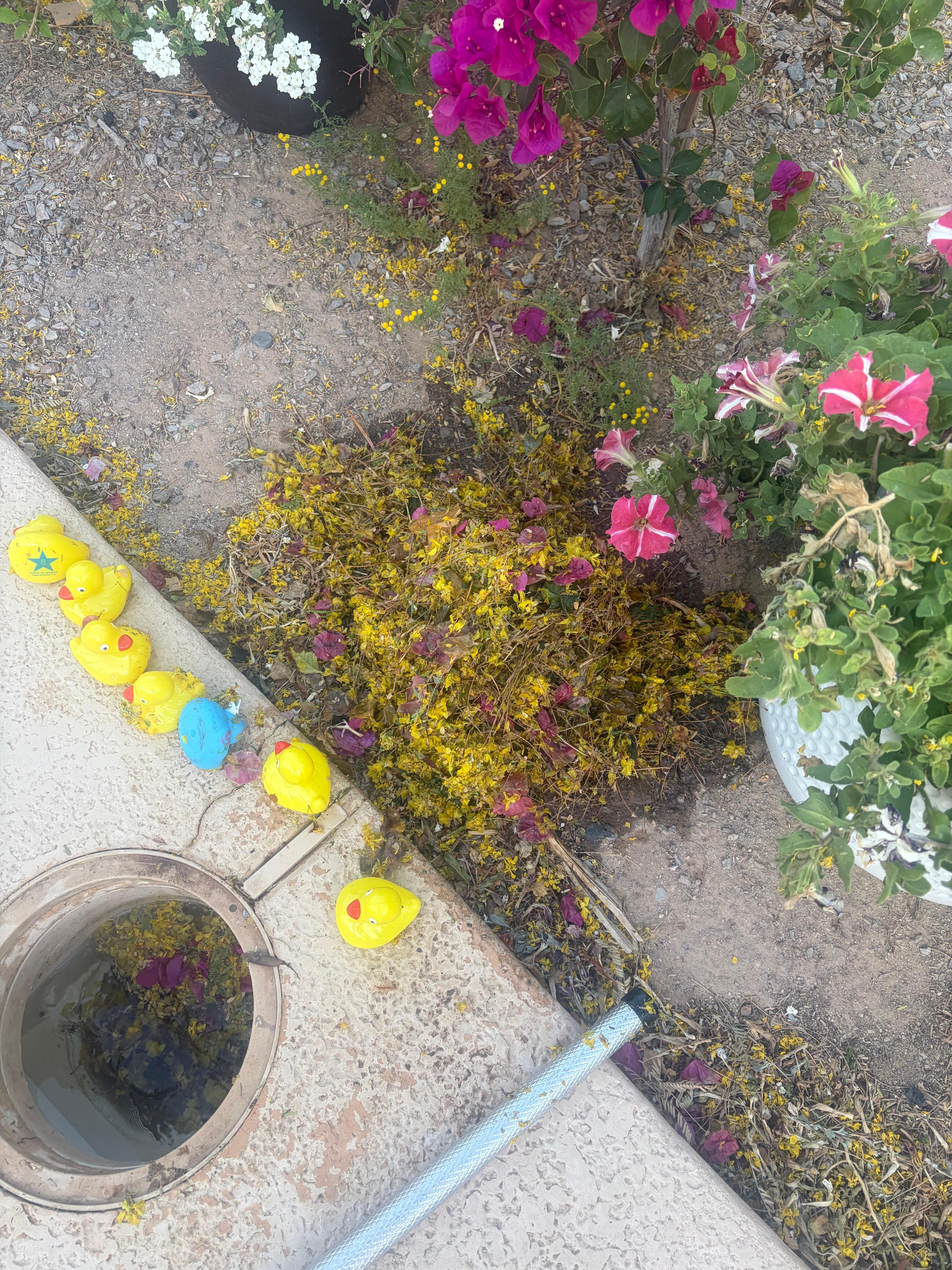 This is part of what I removed from the pool skimmer basket. 