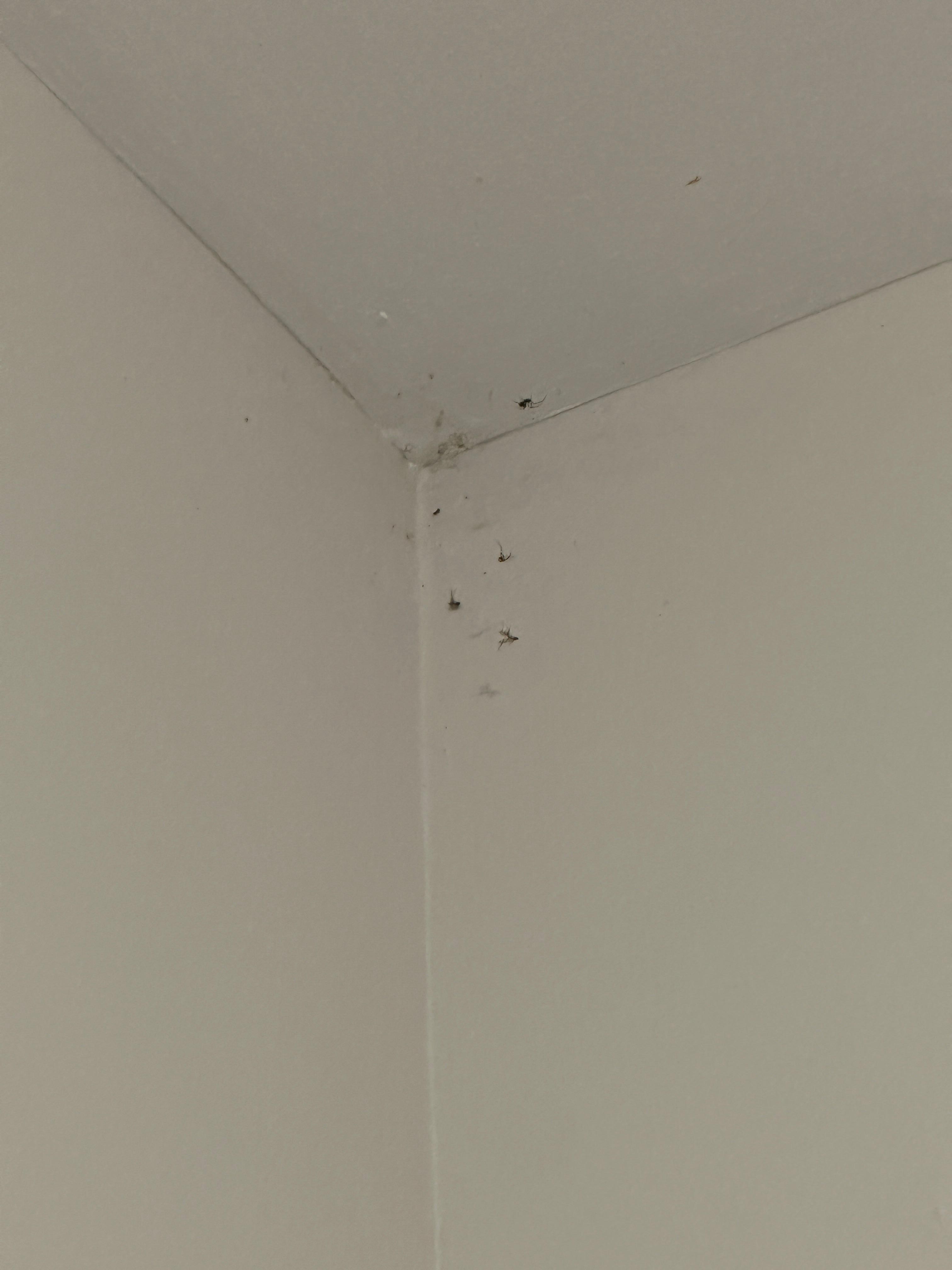 Cobwebs with dead bugs