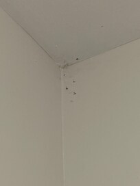 Cobwebs with dead bugs