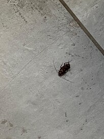 Friend in the kitchen