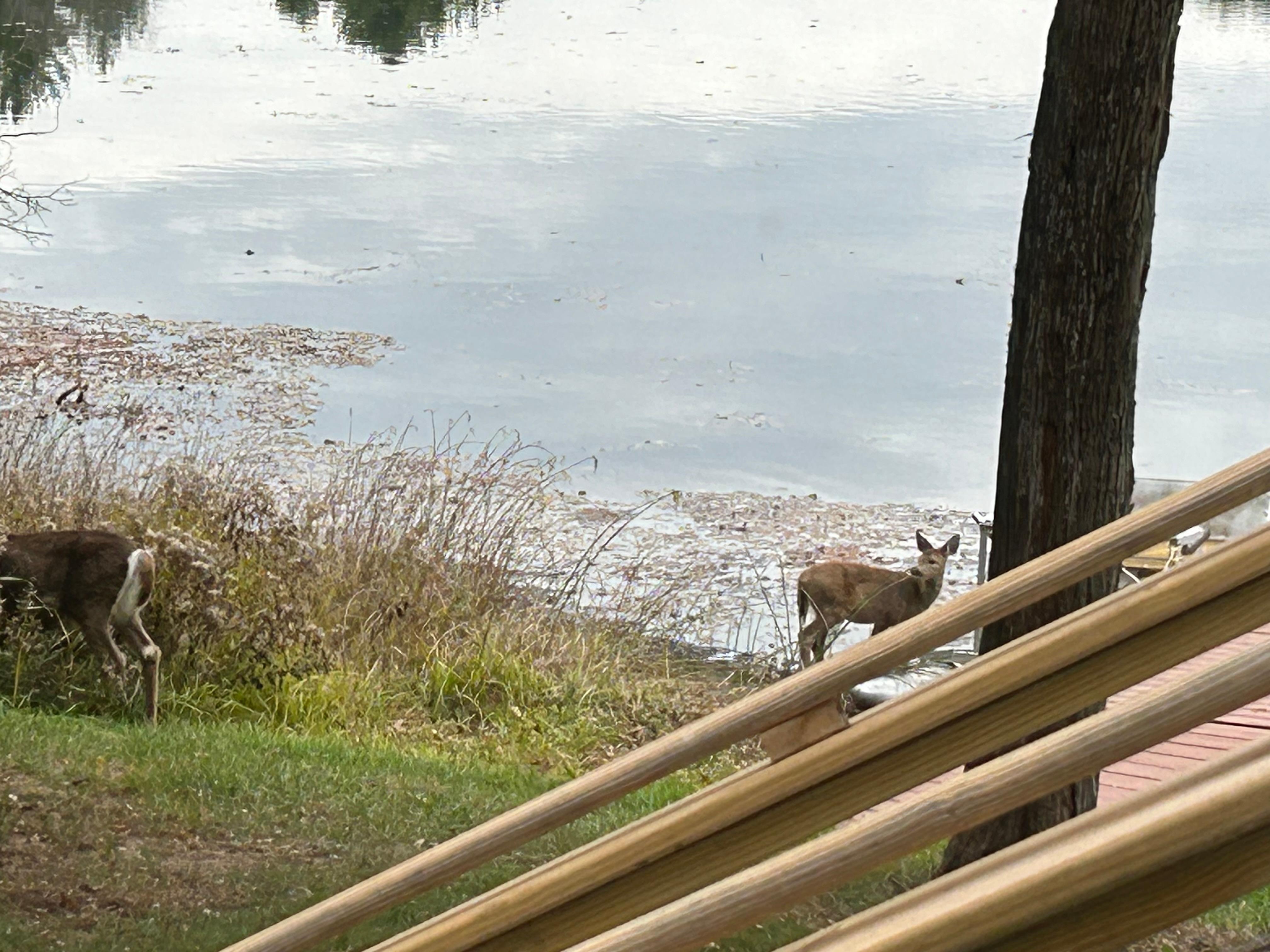 Two deer came to visit in the late afternoon.  