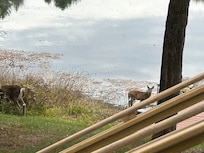 Two deer came to visit in the late afternoon.