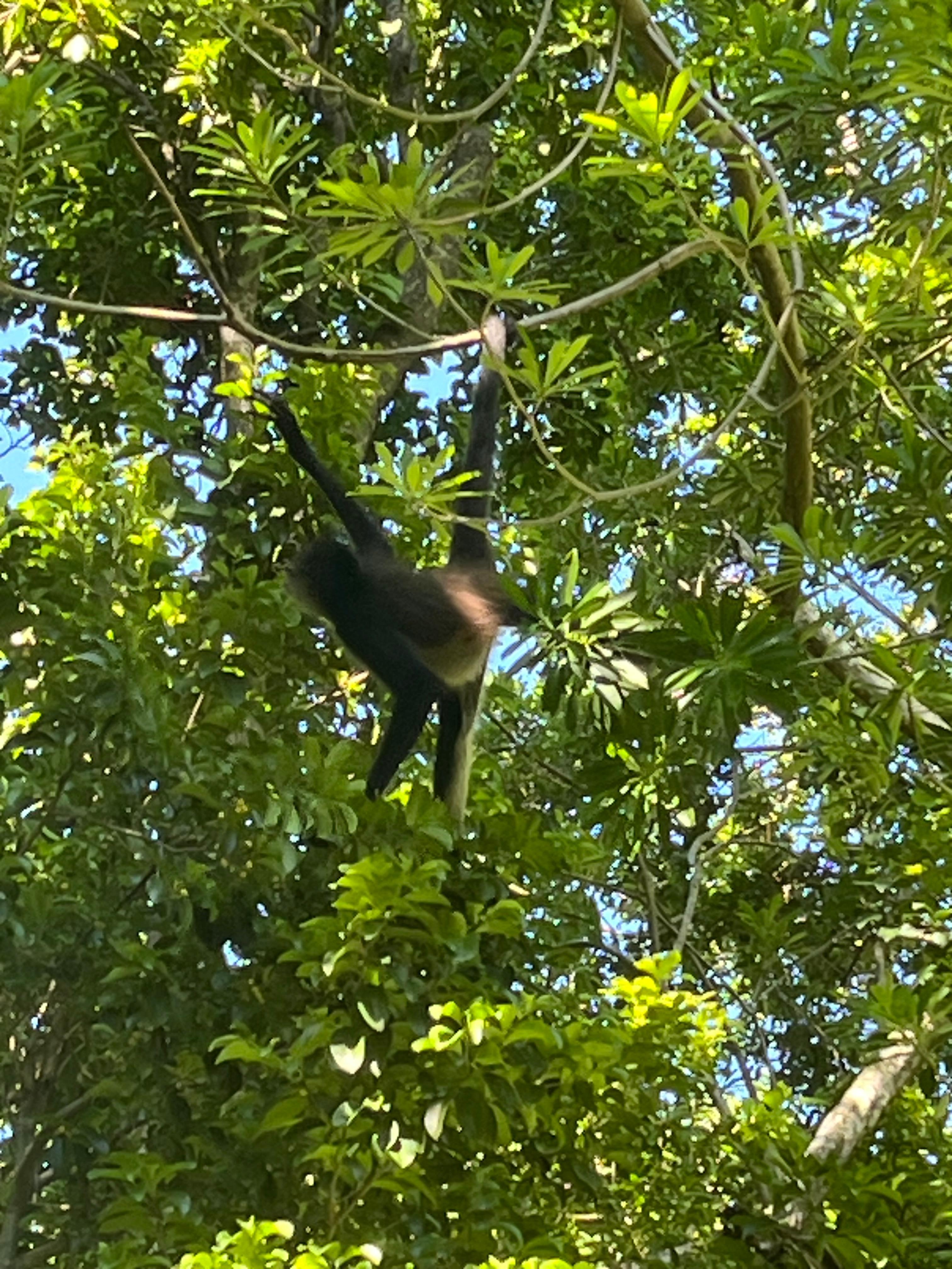 Este monito arañado estuvo posando para nosotros 