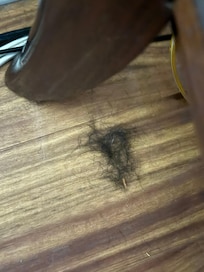Is that an animal?!