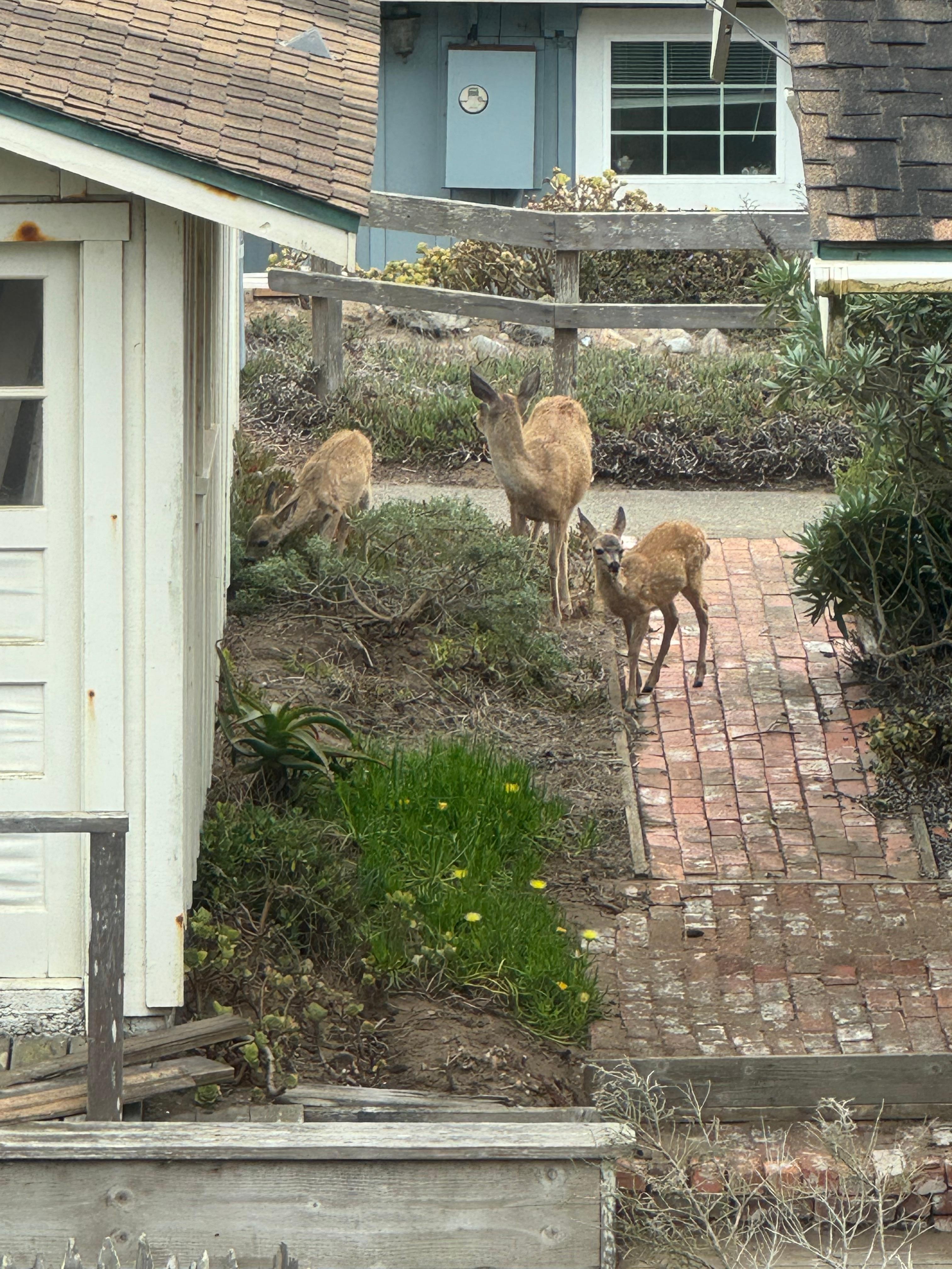 A family of deer as seen from the kitchen window!