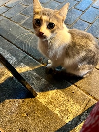 Friendly local buddy