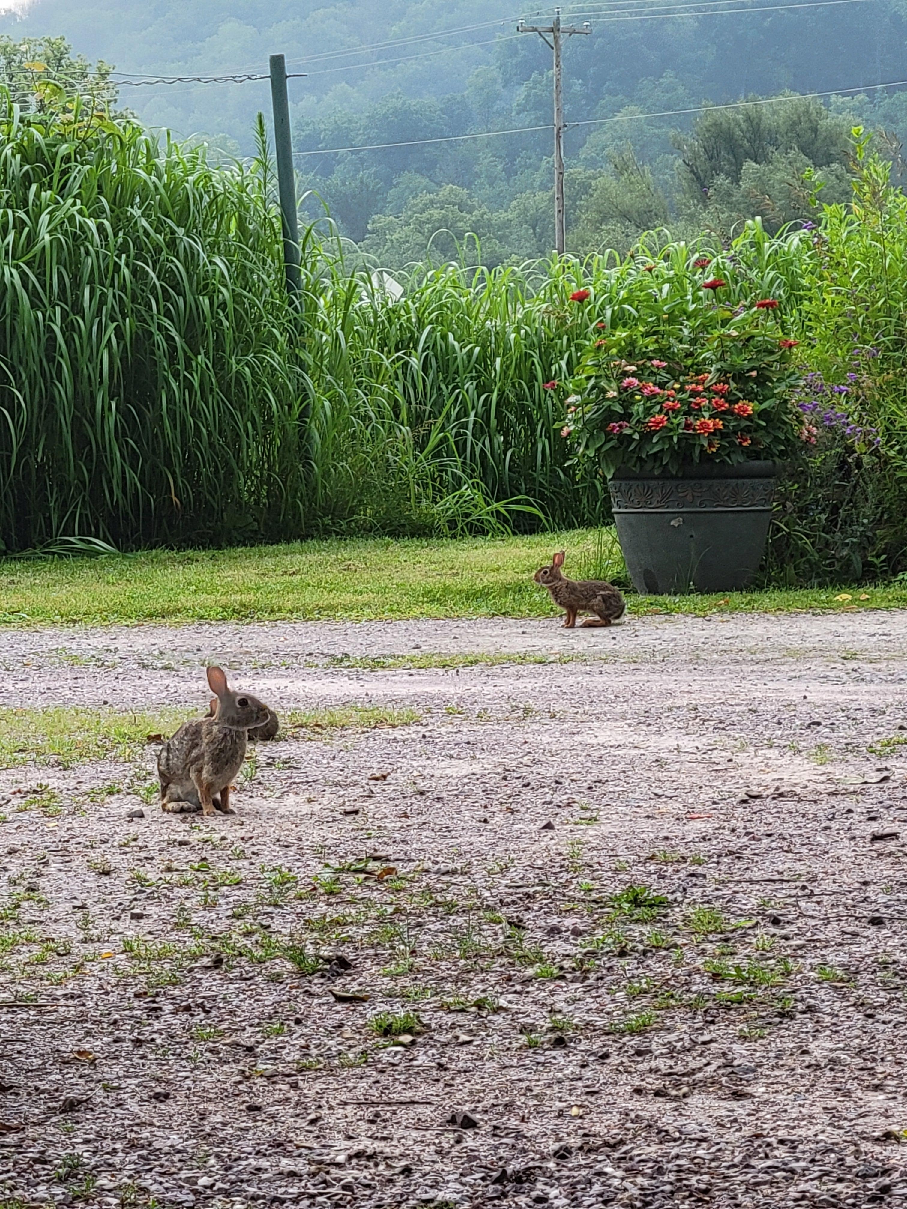 Some of the many adorable rabbits!