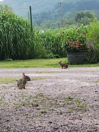 Some of the many adorable rabbits!