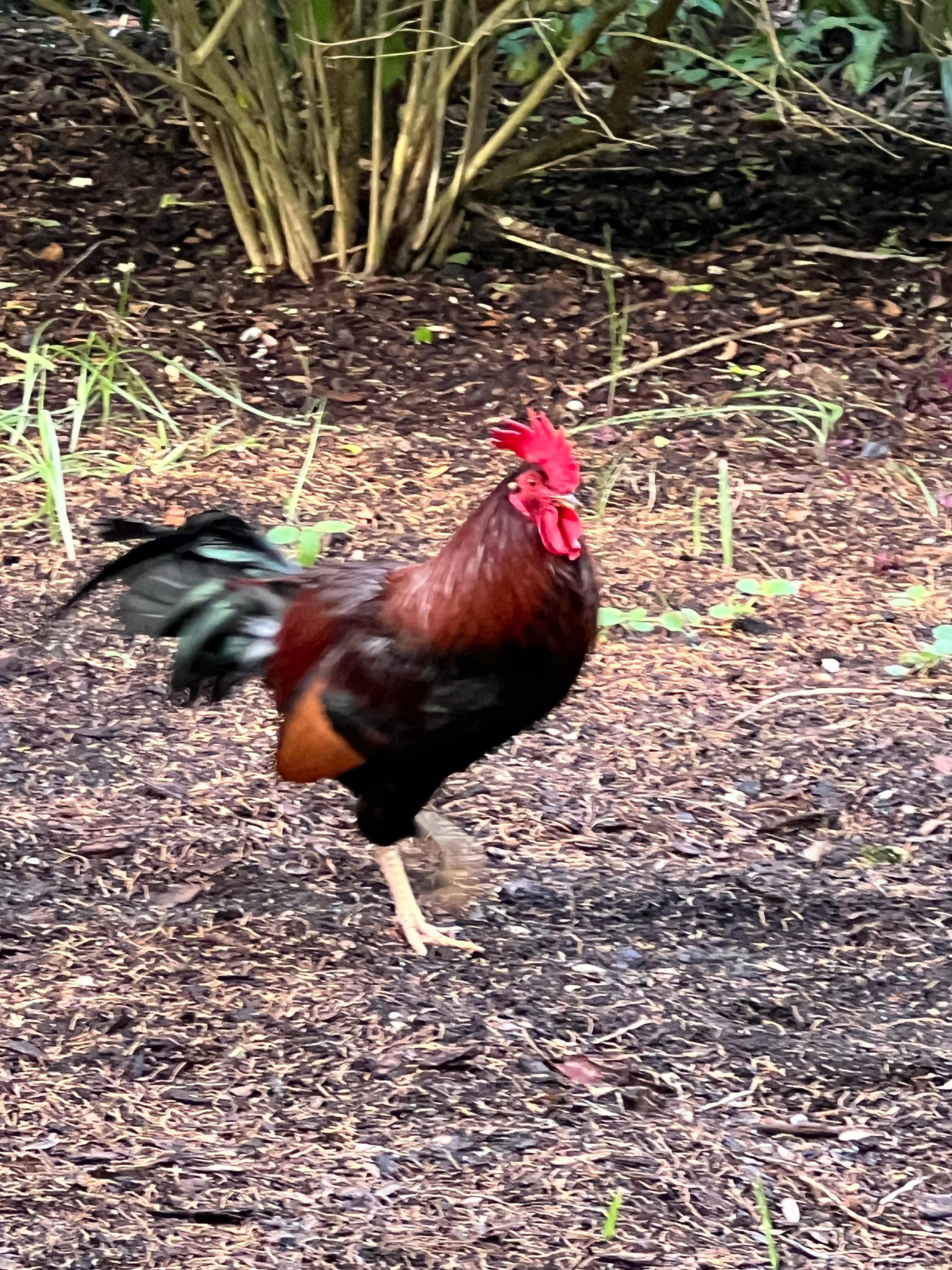 Front yard visitor!