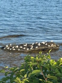 Seagulls gathering waiting for the tide to come in