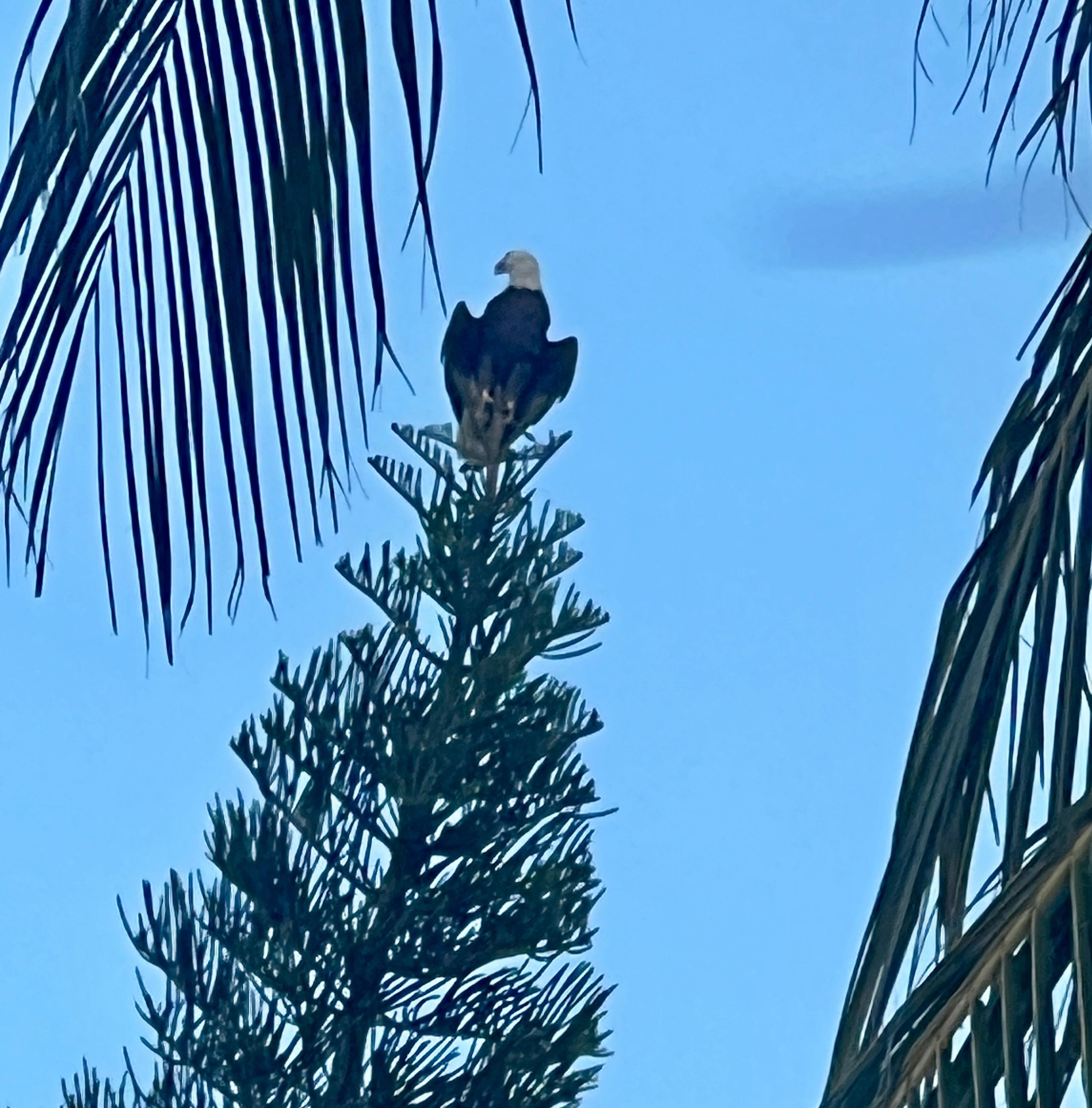 An unexpected visitor