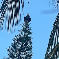 An unexpected visitor