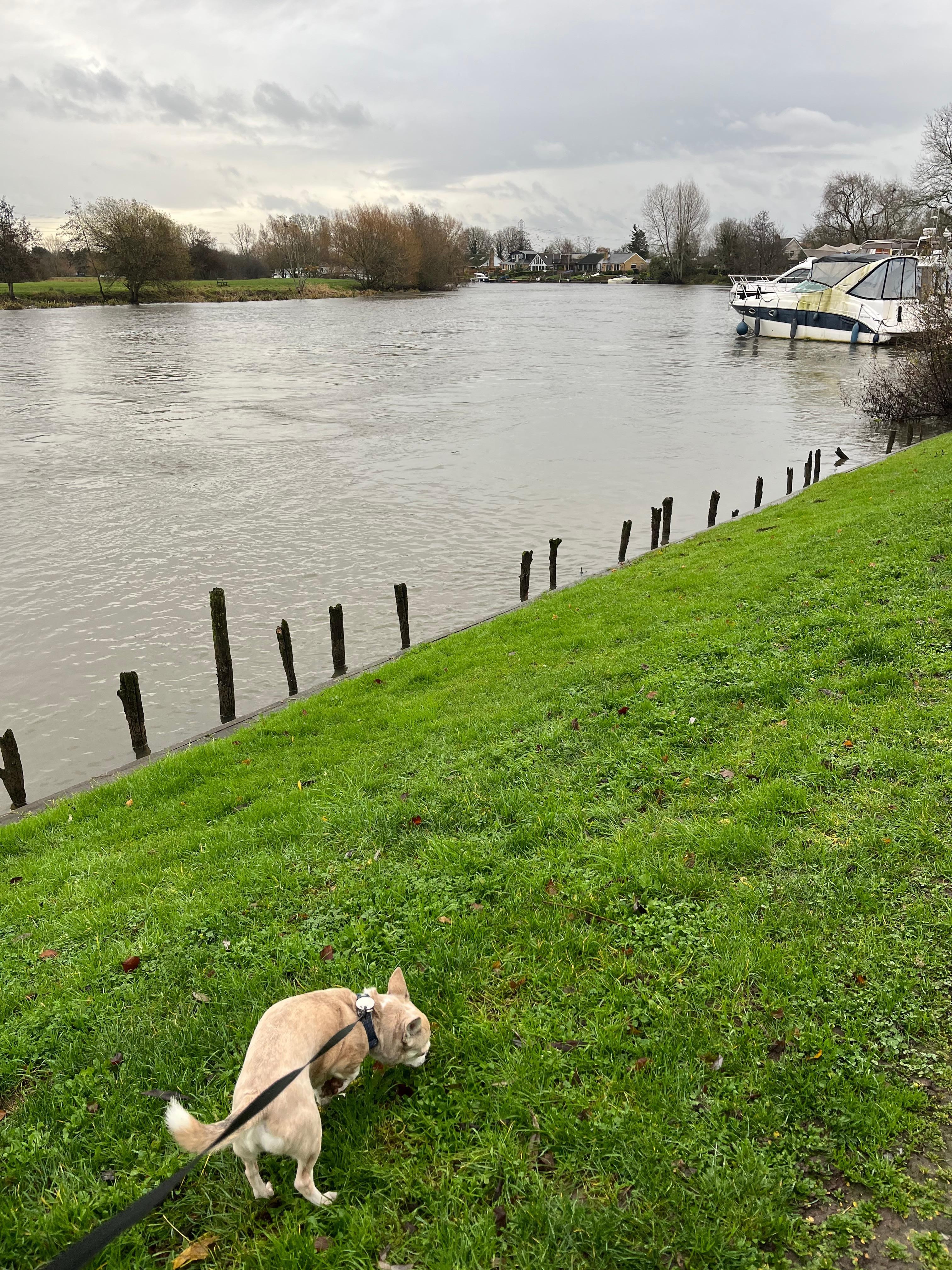 Dog walk by Thames, bridge hotel very dog friendly 
