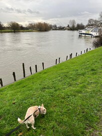 Dog walk by Thames, bridge hotel very dog friendly