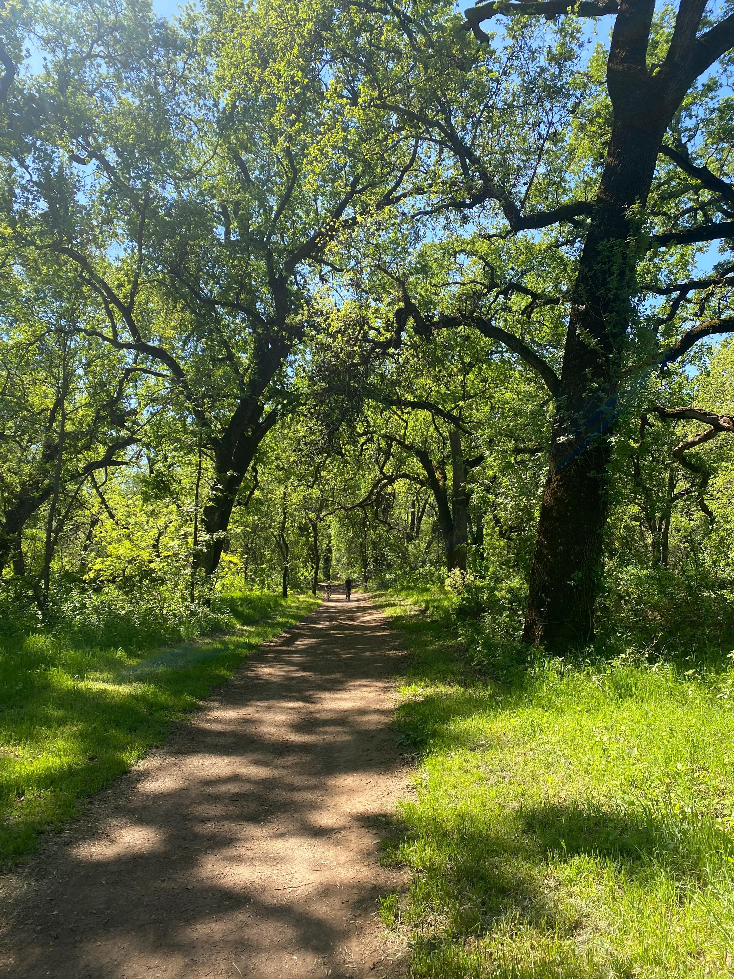 Trail in Bidwell Park 