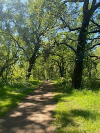 Trail in Bidwell Park