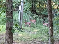 Doe and her two little ones visited u@ on Saturday...that was an added bonus!