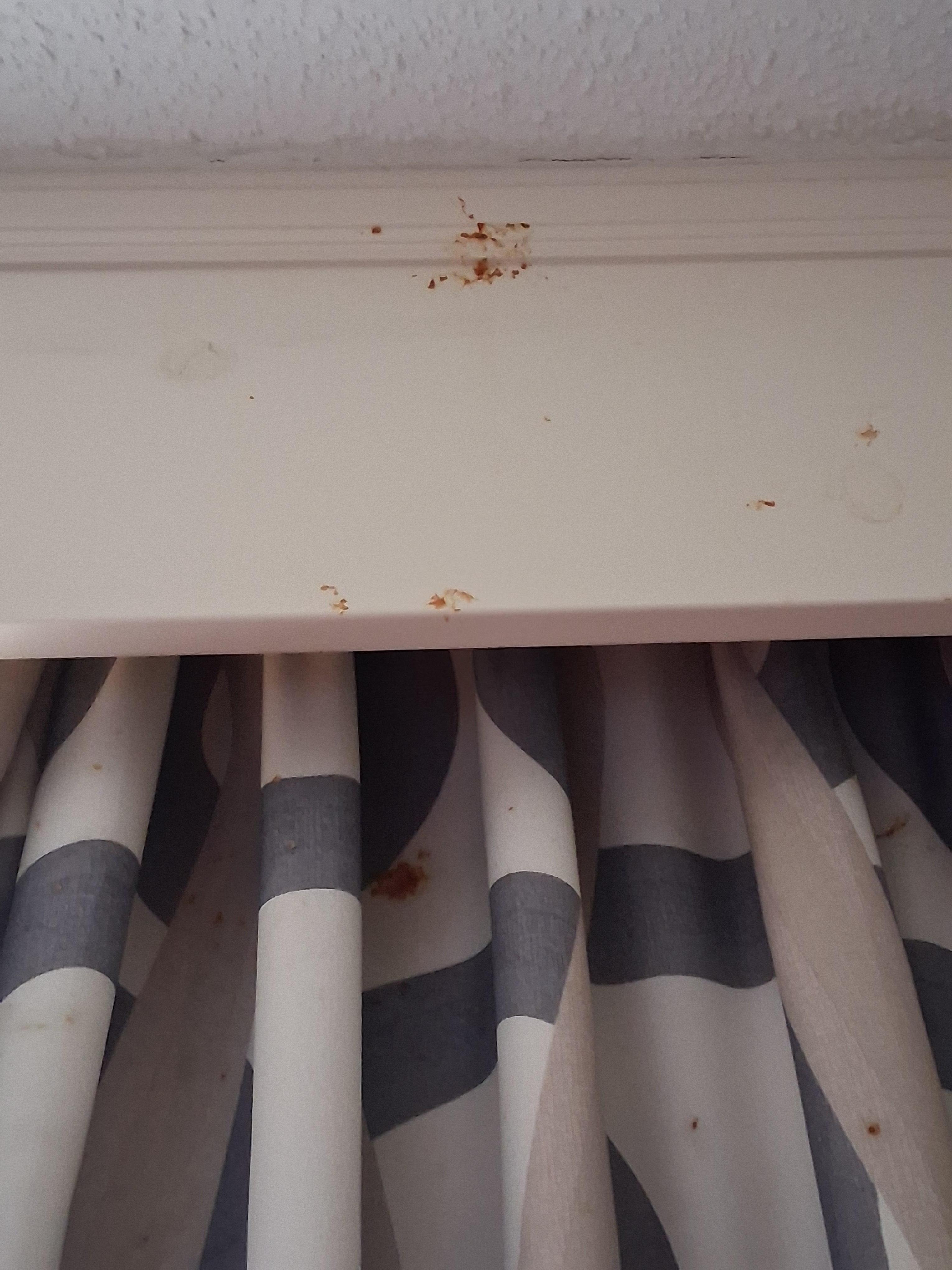 Pizza sauce on walls and drapes