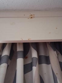 Pizza sauce on walls and drapes