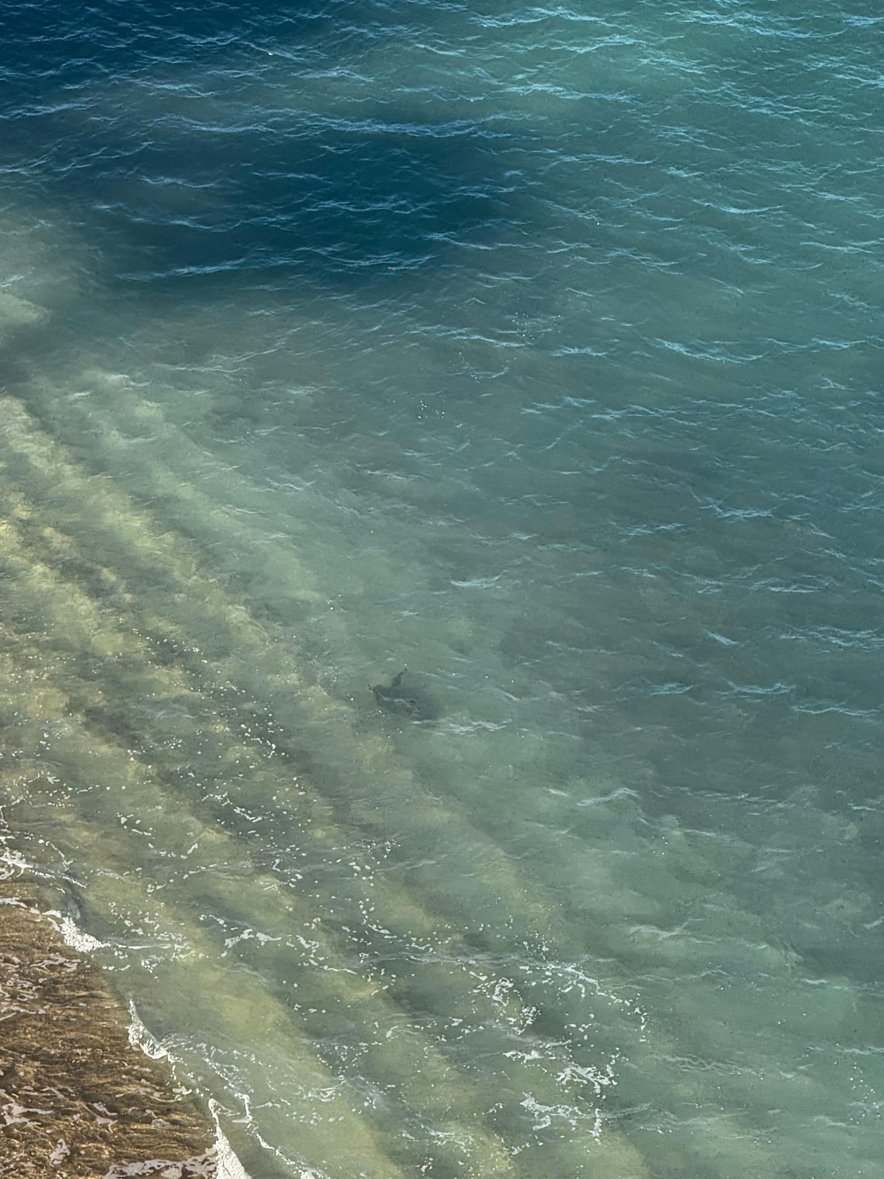 Sea turtle visiting our shoreline 