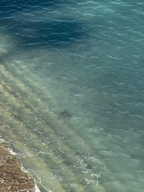 Sea turtle visiting our shoreline